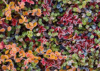 Picture of tundra vegetation in autumn colours on a frosted bottom, taken near Kaitumjaure, Laponia, Sweden, september 2008
